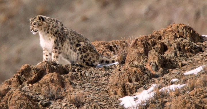 snow-leopard-spiti-valley-trip