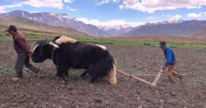 best-things-to-do-in-spiti-valley-langza-village-yak